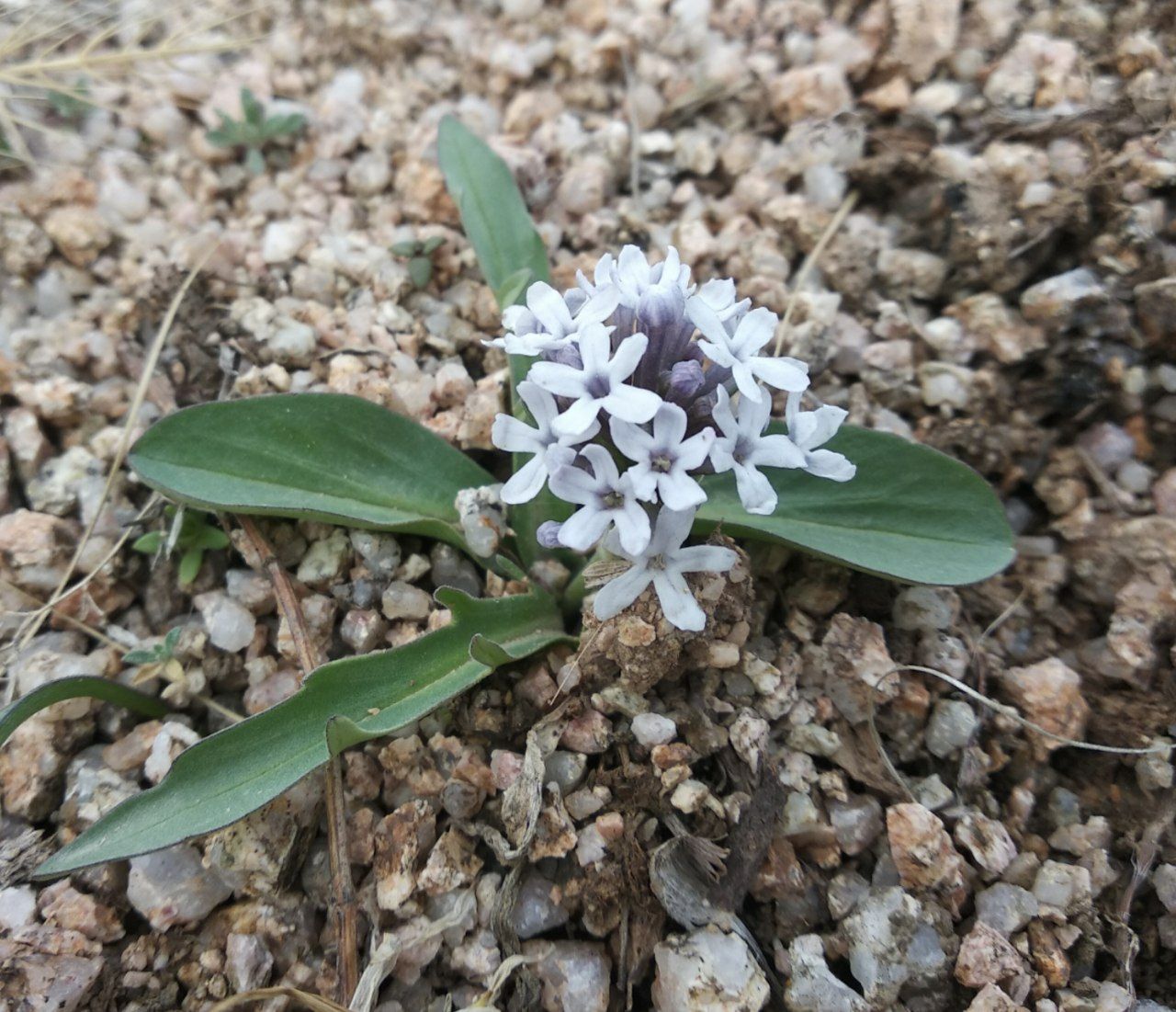 Изображение особи Valeriana chionophila.