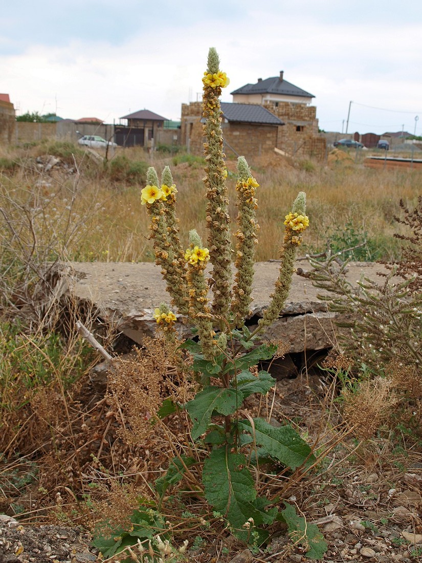 Изображение особи Verbascum ovalifolium.