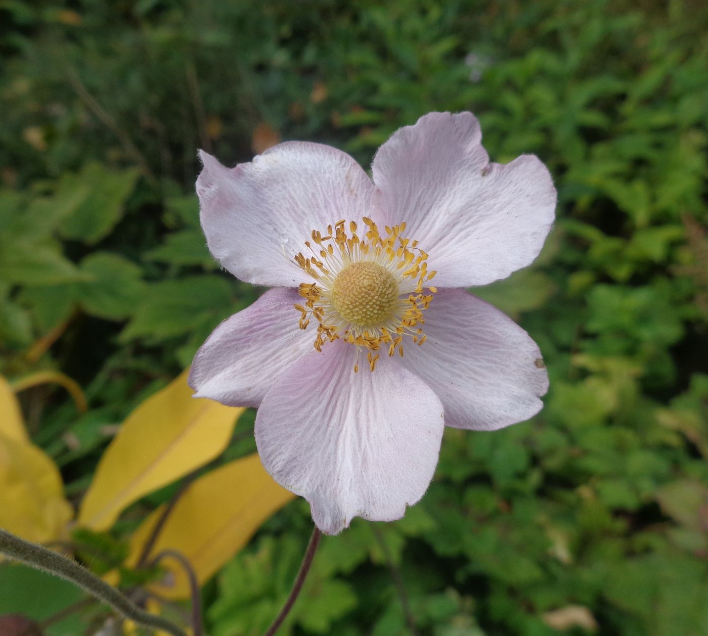 Изображение особи Anemone hupehensis.