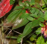 Brachyotum quinquenerve