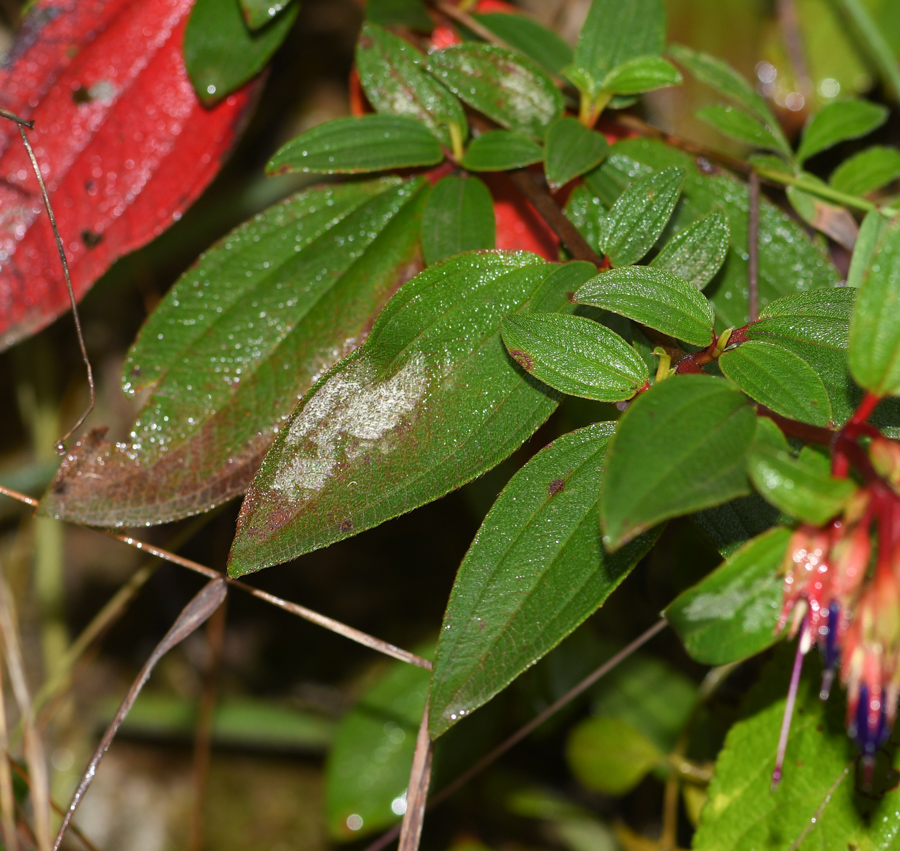 Image of Brachyotum quinquenerve specimen.