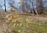 Bromopsis inermis. Верхушка прошлогоднего отплодоносившего и высохшего побега. Челябинская обл., Чебаркульский р-н, окр. дер. Сарафаново, долина р. Кугнуруша, разнотравно-злаковый луг. 1 мая 2021 г.