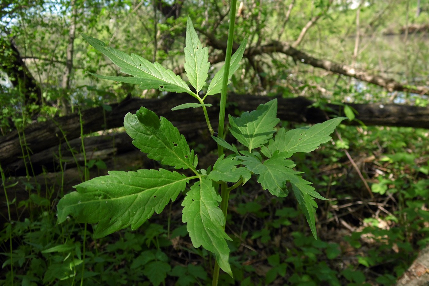 Image of Cardamine bulbifera specimen.