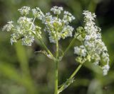Anthriscus sylvestris