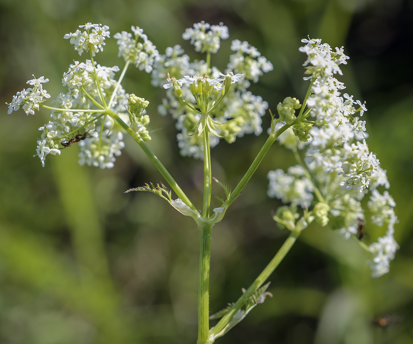 Изображение особи Anthriscus sylvestris.