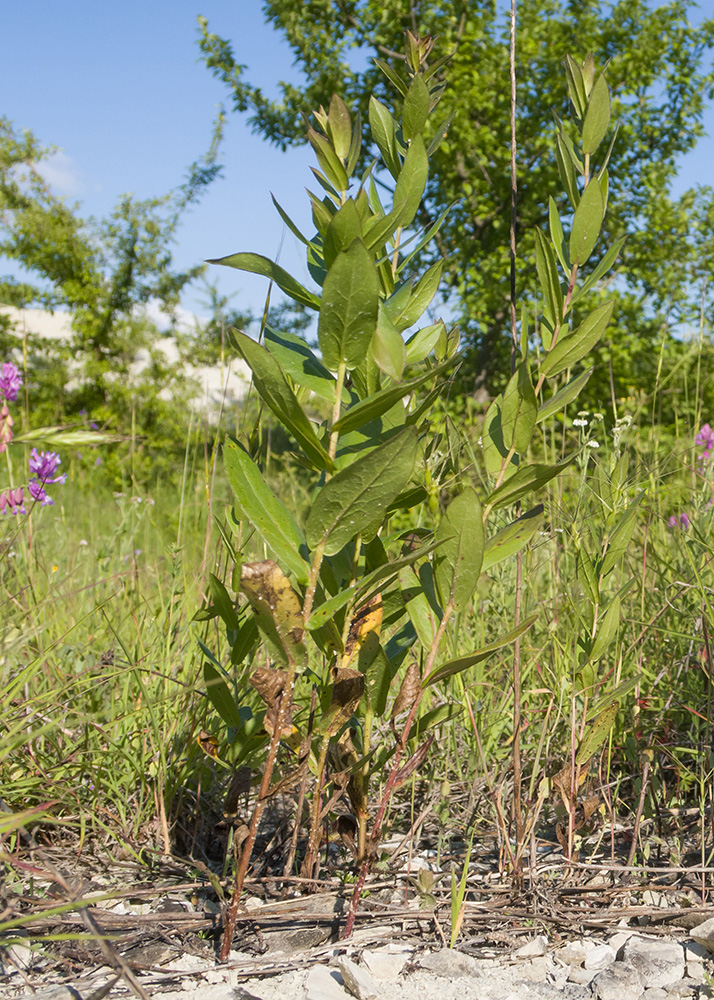 Изображение особи Inula aspera.