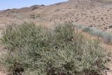 Suaeda microphylla. Цветущее растение. Узбекистан, Навоийская обл., Центральный Кызылкум, останцовые горы Тамдытау, около 650 м н.у.м., подножие каменистого склона. 15.05.2021.