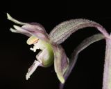 Epipactis condensata