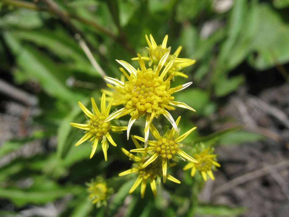 Изображение особи Solidago cuprea.