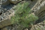 genus Peucedanum. Вегетирующее растение. Краснодарский край, Абинский р-н, окр. станицы Шапсугская, скальная стенка. 15.06.2021.