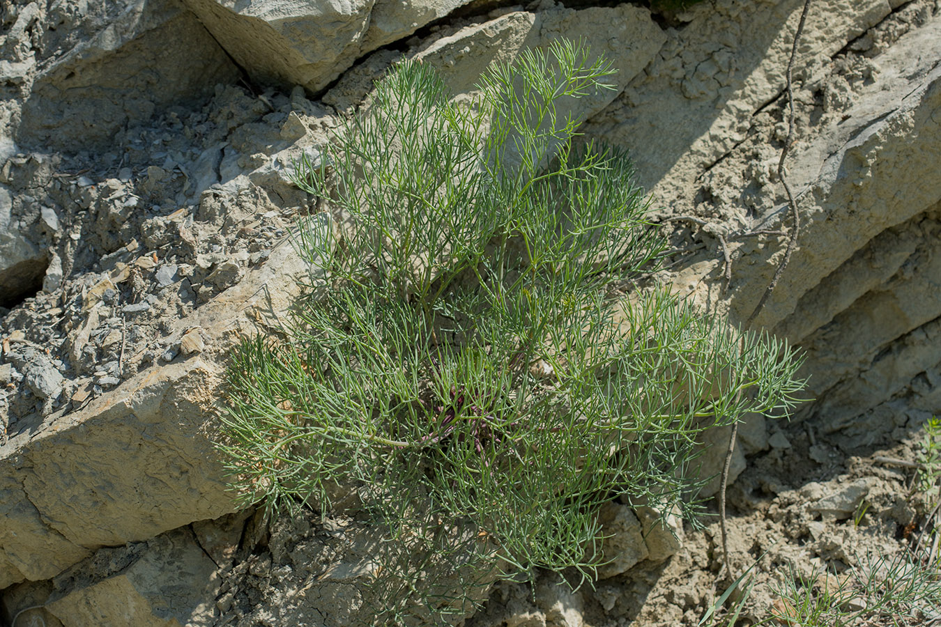 Изображение особи род Peucedanum.