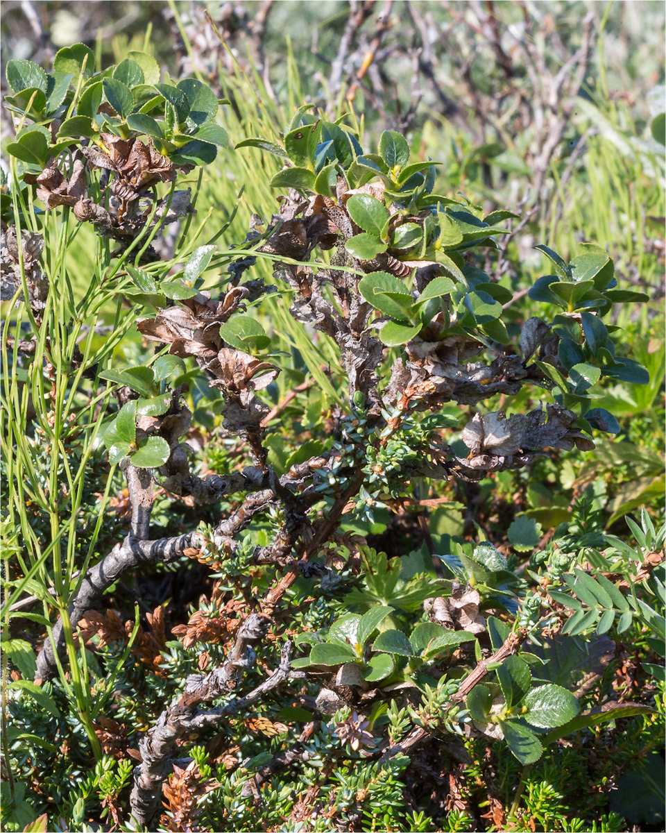 Image of Salix myrsinites specimen.