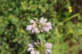 Phlomoides tuberosa. Верхушка цветущего растения. Республика Алтай, Усть-Коксинский р-н, левый берег р. Катунь, окр. руч. Барбыш, луг. 31.07.2020.