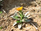 Calendula persica