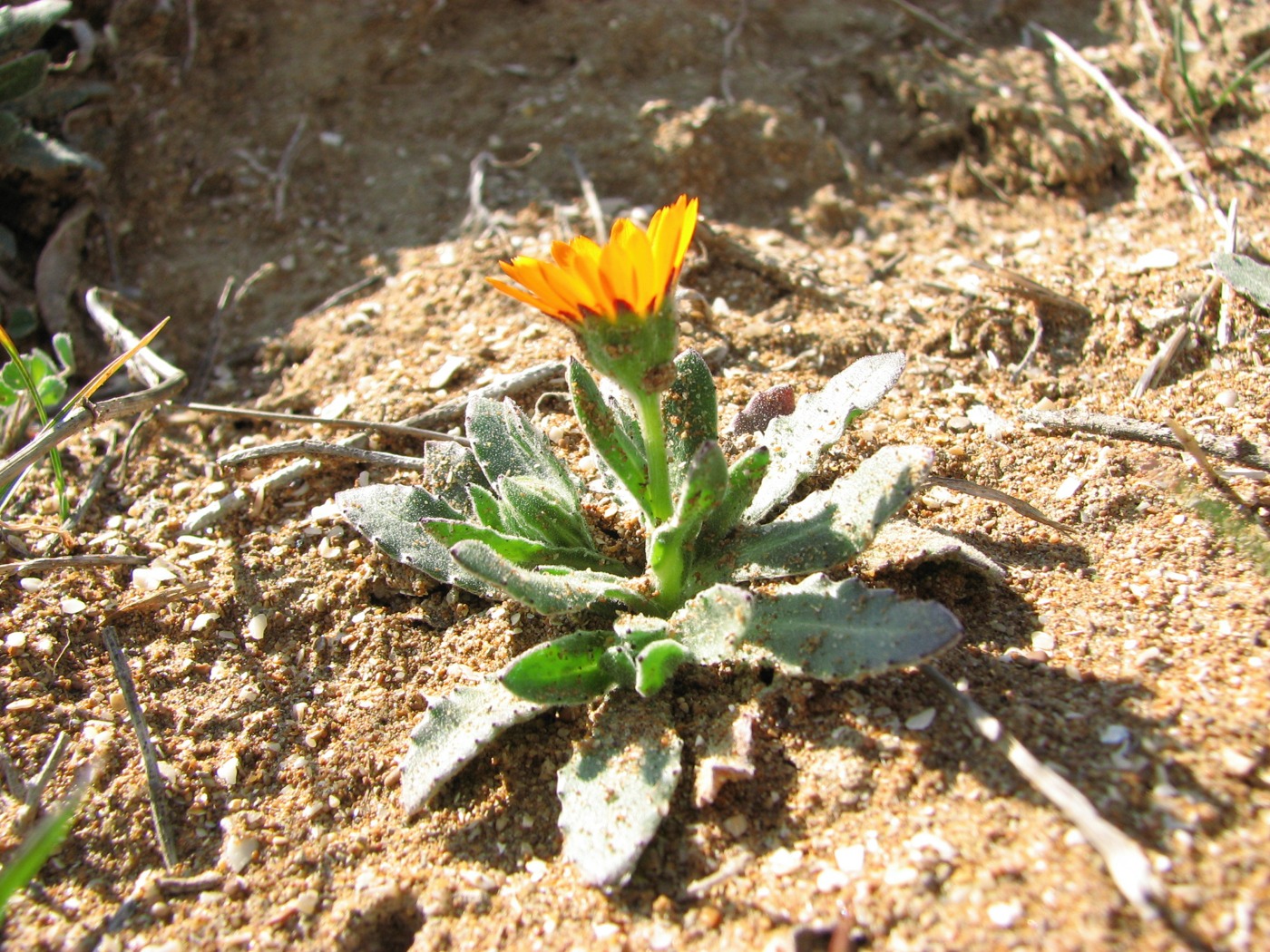 Image of Calendula persica specimen.