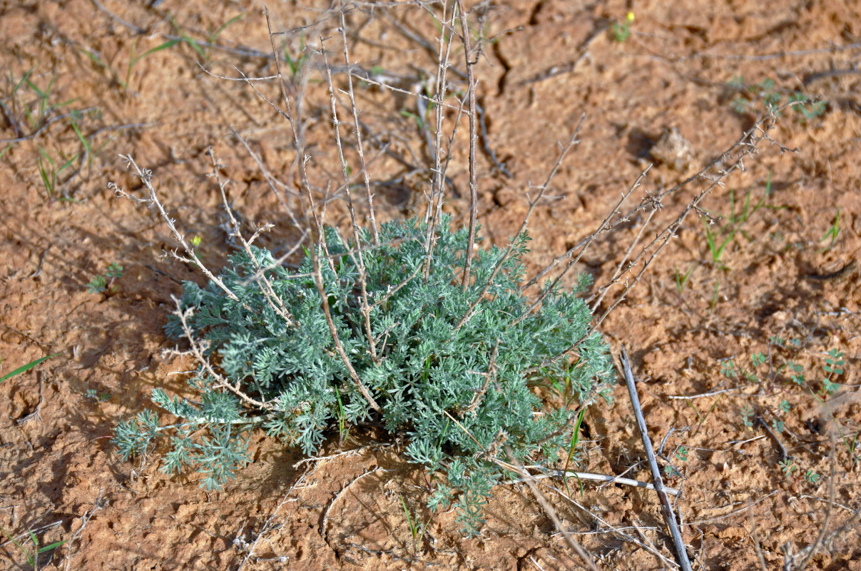 Image of genus Artemisia specimen.