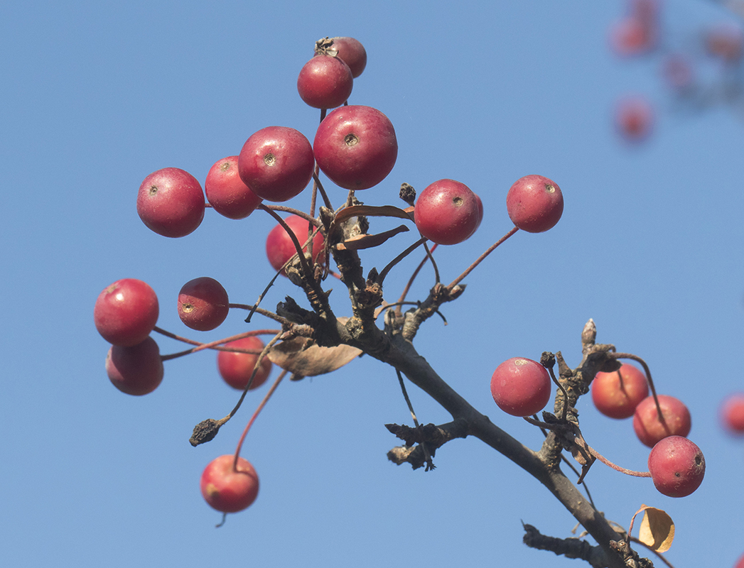 Image of Malus baccata specimen.