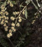 Tarchonanthus camphoratus