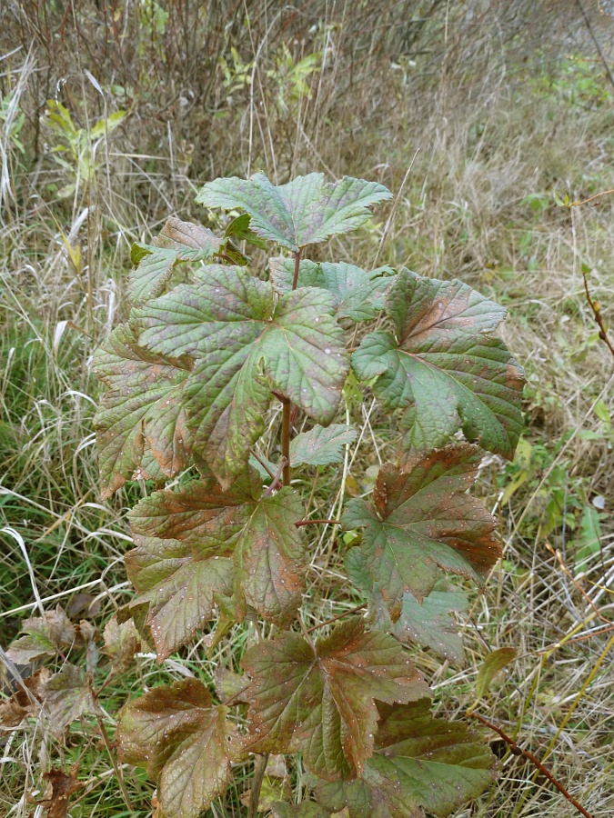 Изображение особи Ribes nigrum.