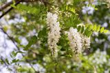 Robinia pseudoacacia