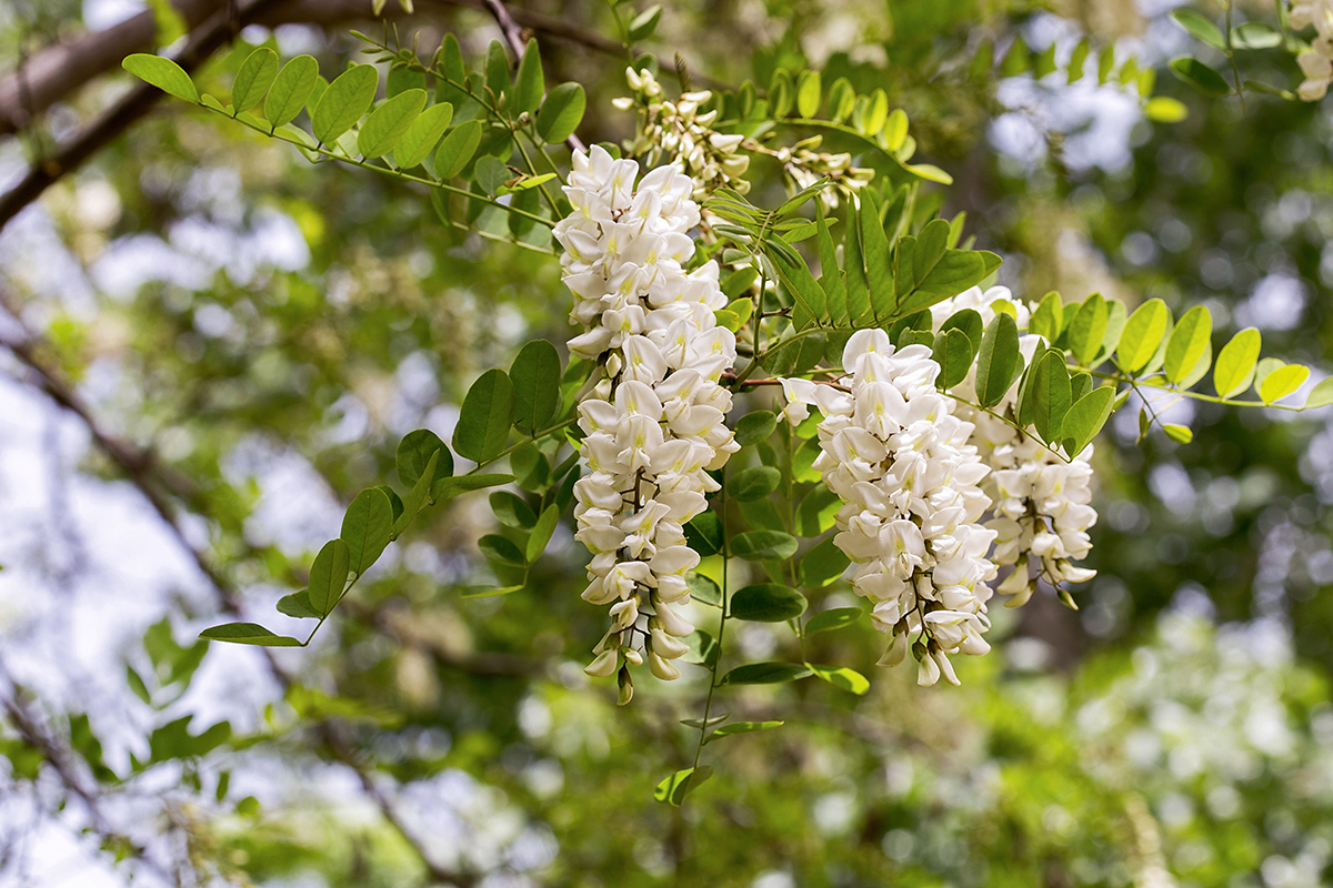 Изображение особи Robinia pseudoacacia.