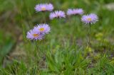 Erigeron venustus. Цветущее растение. Республика Северная Осетия-Алания, Ирафский р-н, Большой Кавказ, правый склон долины безымянного левого притока р. Хуппара, ≈ 2600 м н.у.м., субальпийский луг. 06.07.2021.