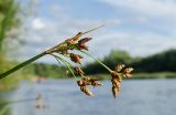 Schoenoplectus lacustris. Верхушка побега с соплодием. Кировская обл., Афанасьевский р-н, Ичетовкинское сельское поселение, окр. дер. Порубово, долина р. Кама, у берега. 24 июля 2021 г.