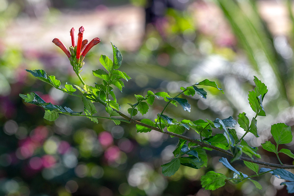 Изображение особи Tecomaria capensis.