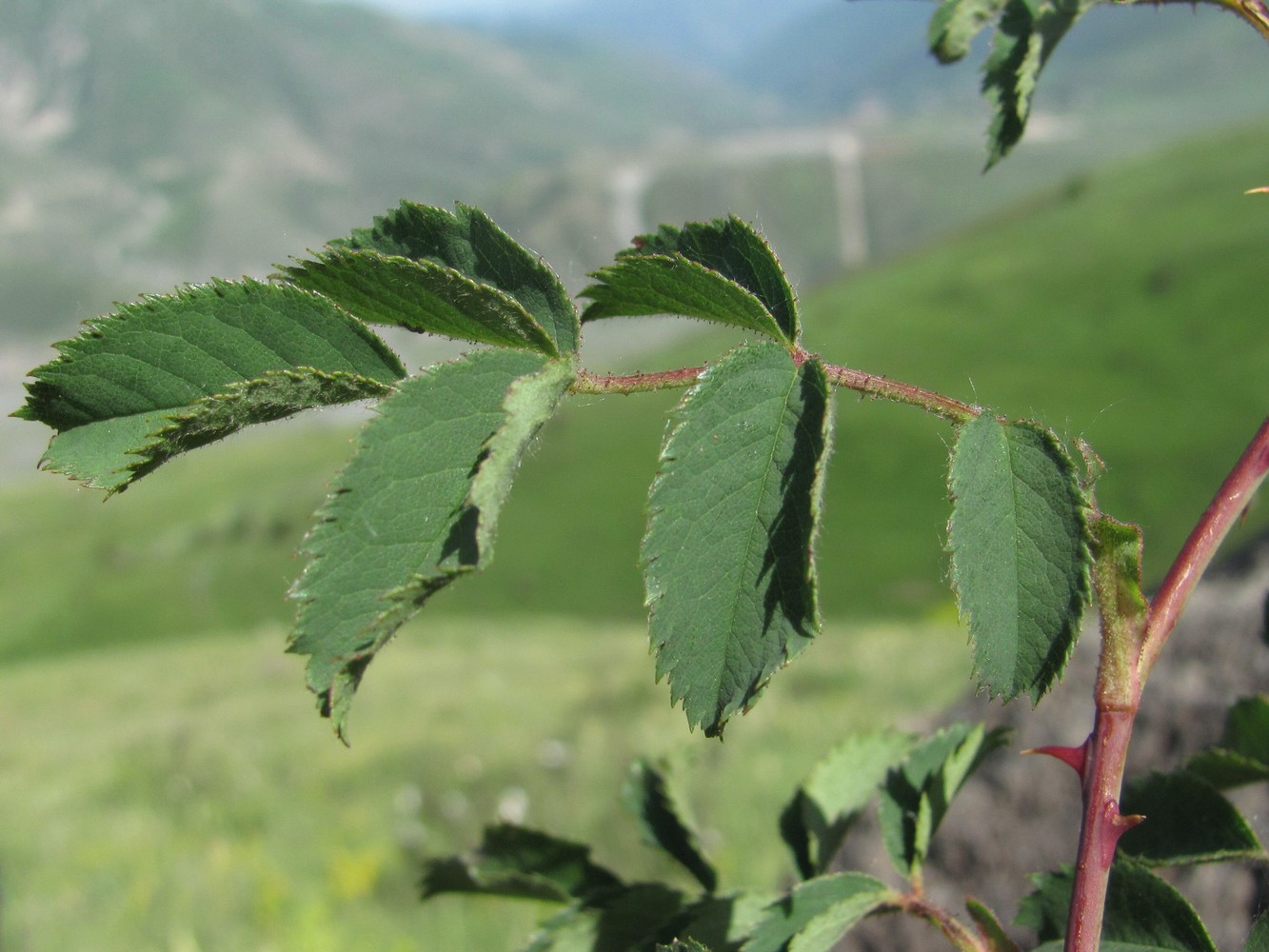 Изображение особи Rosa biebersteiniana.