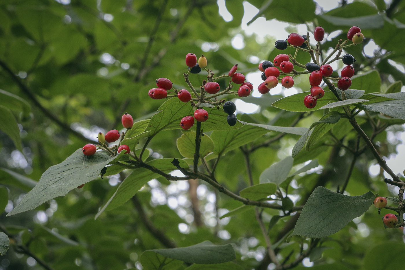 Image of Viburnum lantana specimen.