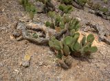 Opuntia microdasys