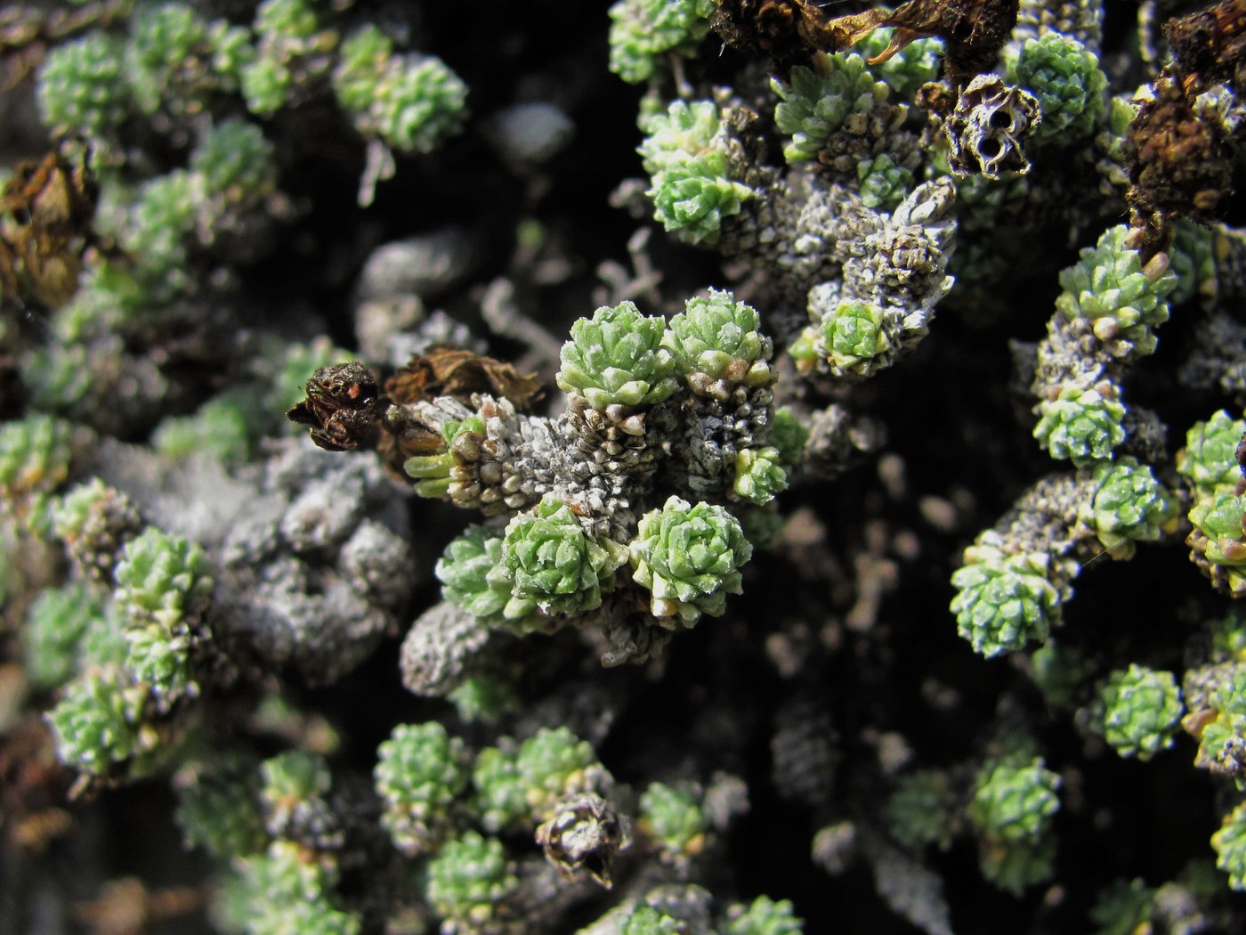 Image of Saxifraga columnaris specimen.