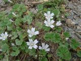 Malva neglecta