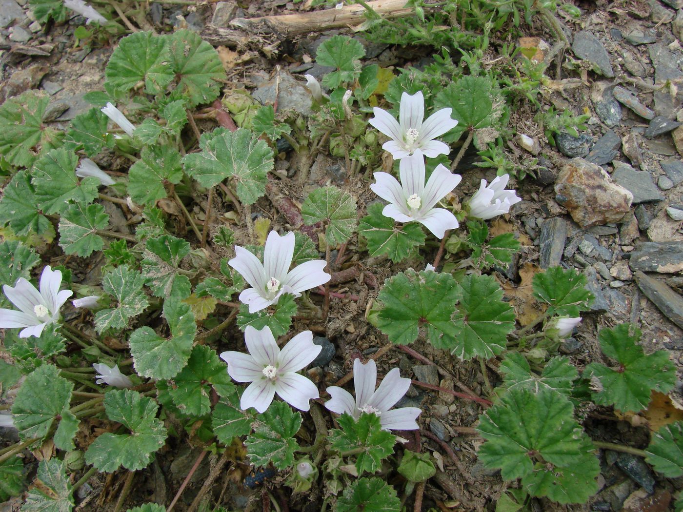 Image of Malva neglecta specimen.