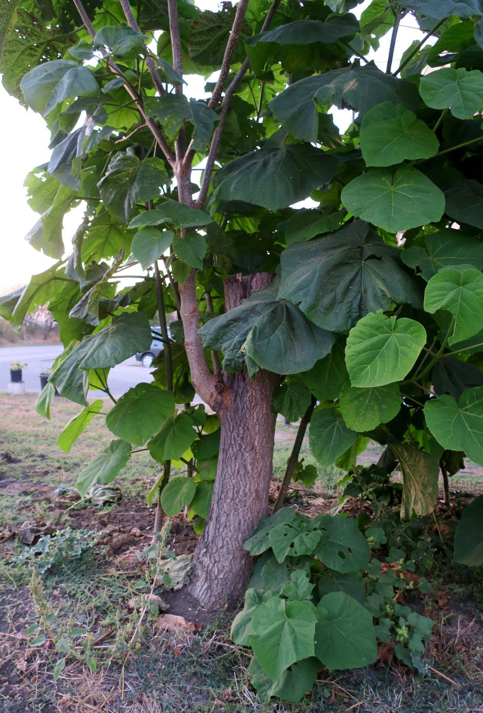 Изображение особи Paulownia tomentosa.