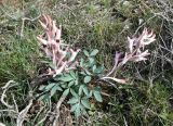 Corydalis schanginii