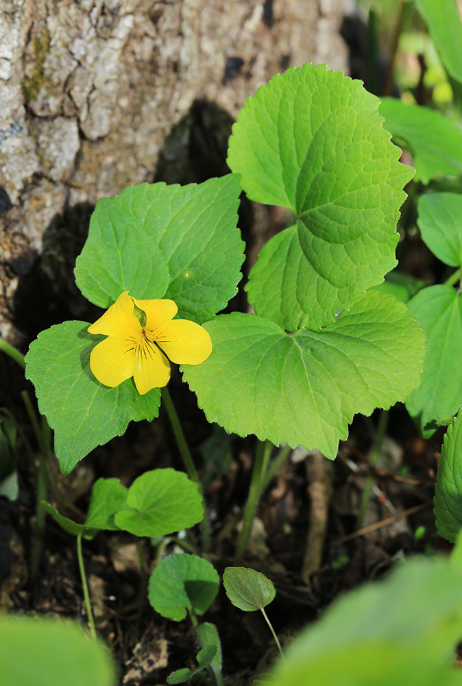 Image of Viola muehldorfii specimen.