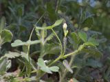 Trifolium subterraneum. Побег с соцветием (среди листьев Teucrium chamaedrys). Южный Берег Крыма, гора Аю-Даг, восточный склон. 13.05.2022.