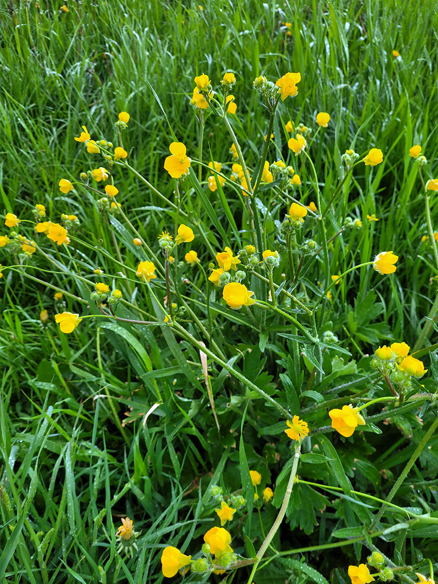 Image of Ranunculus constantinopolitanus specimen.