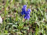 Muscari dolichanthum. Цветущее растение. Абхазия, Гагрский р-н, гора Мамдзышха, выс. 1815 м н.у.м., альпийский луг. 15.05.2021.