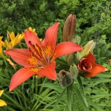 Lilium pensylvanicum
