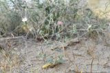 Cousinia erectispina. Цветущее растение. Узбекистан, Бухарская обл., окр. оз. Тудакуль, закреплённые пески. 4 мая 2022 г.