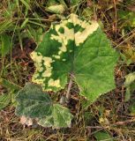 Tussilago farfara