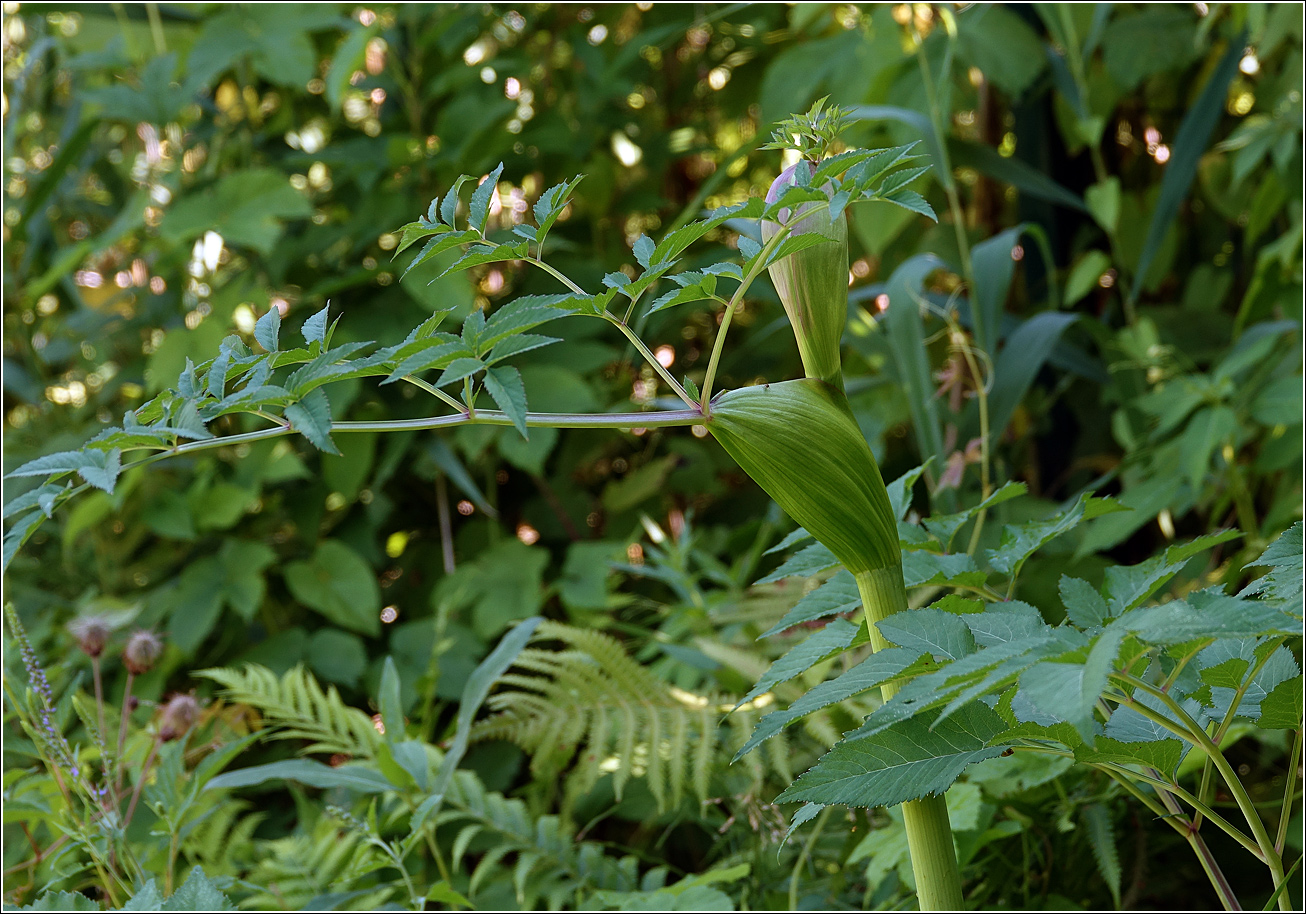 Image of Angelica sylvestris specimen.