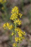 Galium verum
