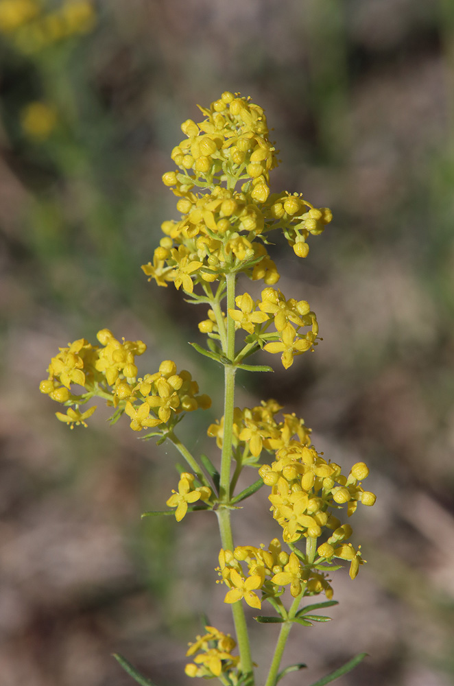 Image of Galium verum specimen.