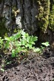 Adoxa moschatellina