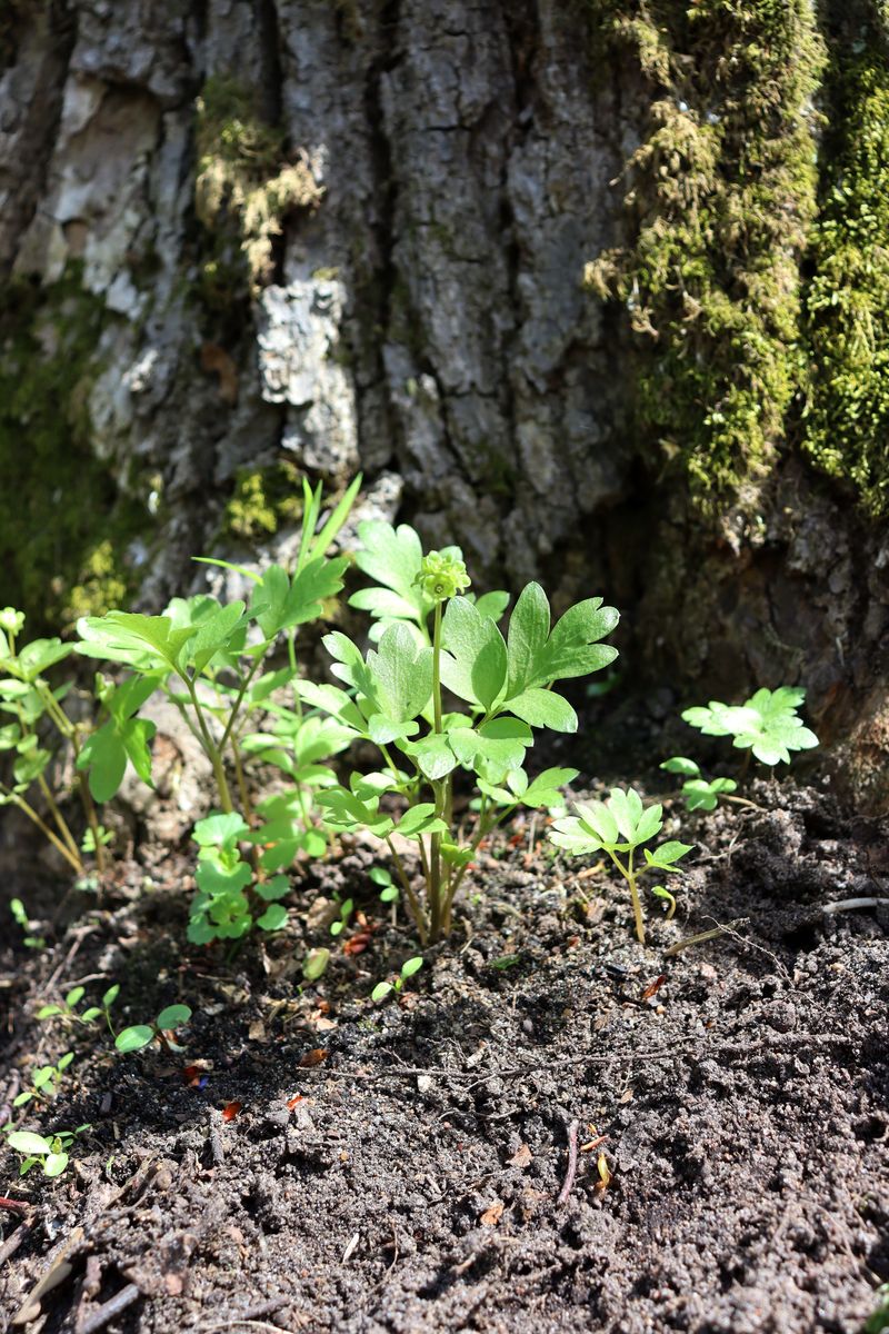 Изображение особи Adoxa moschatellina.
