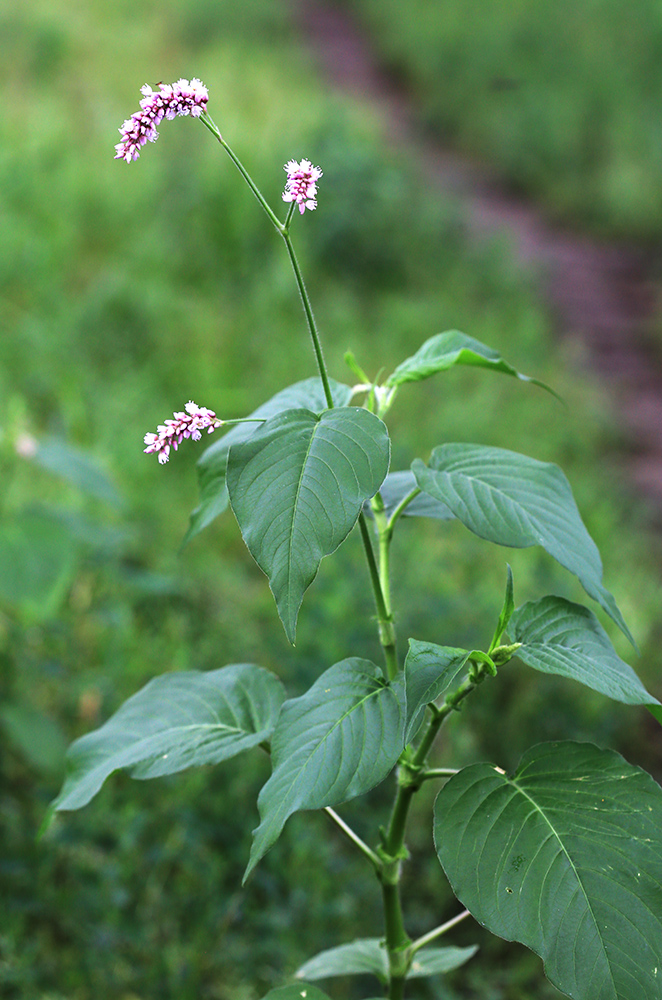 Image of Persicaria pilosa specimen.