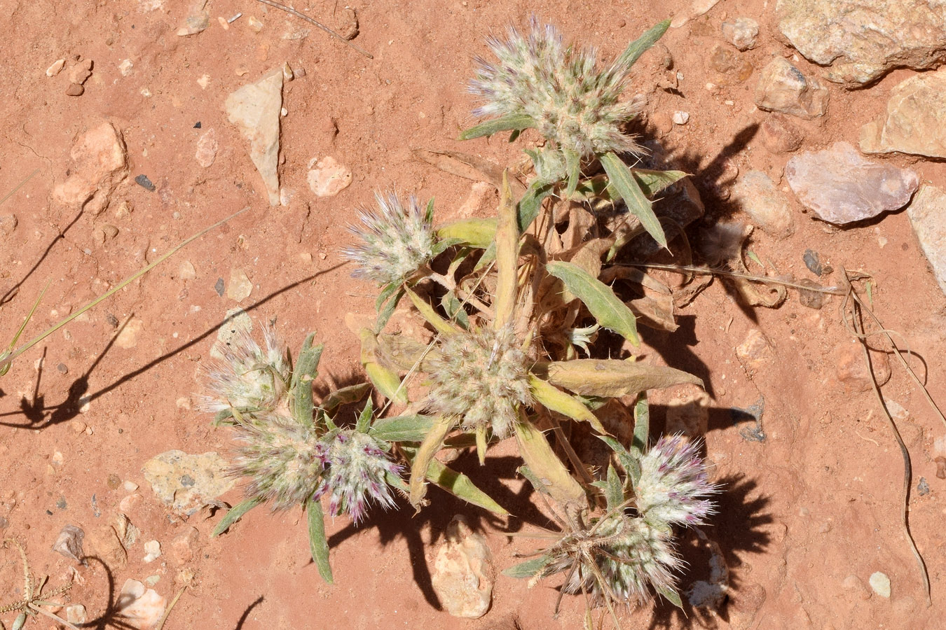 Изображение особи Echinops acantholepis.